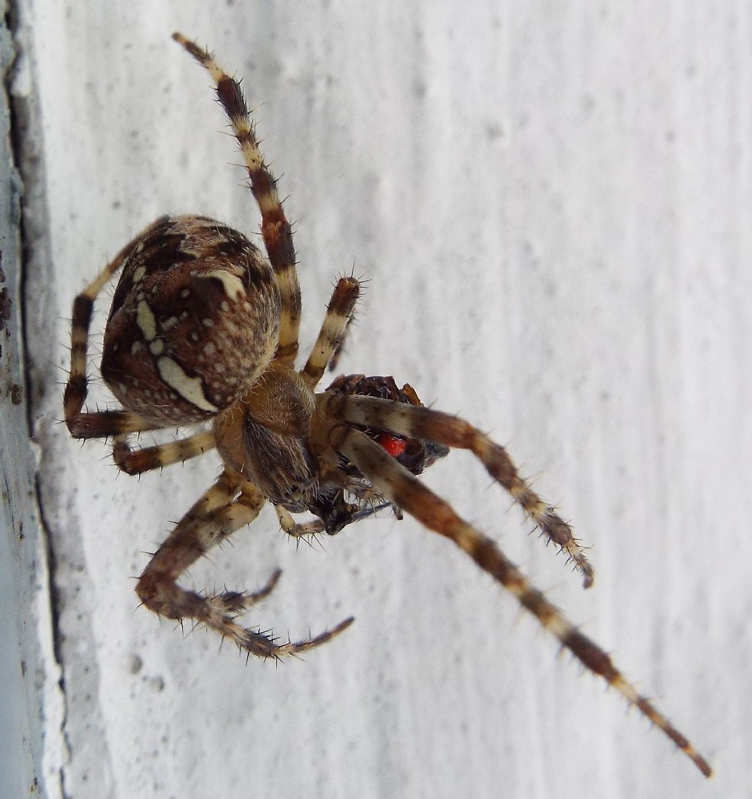 Tutti Araneus diadematus?  S� - Val di Fassa (TN)